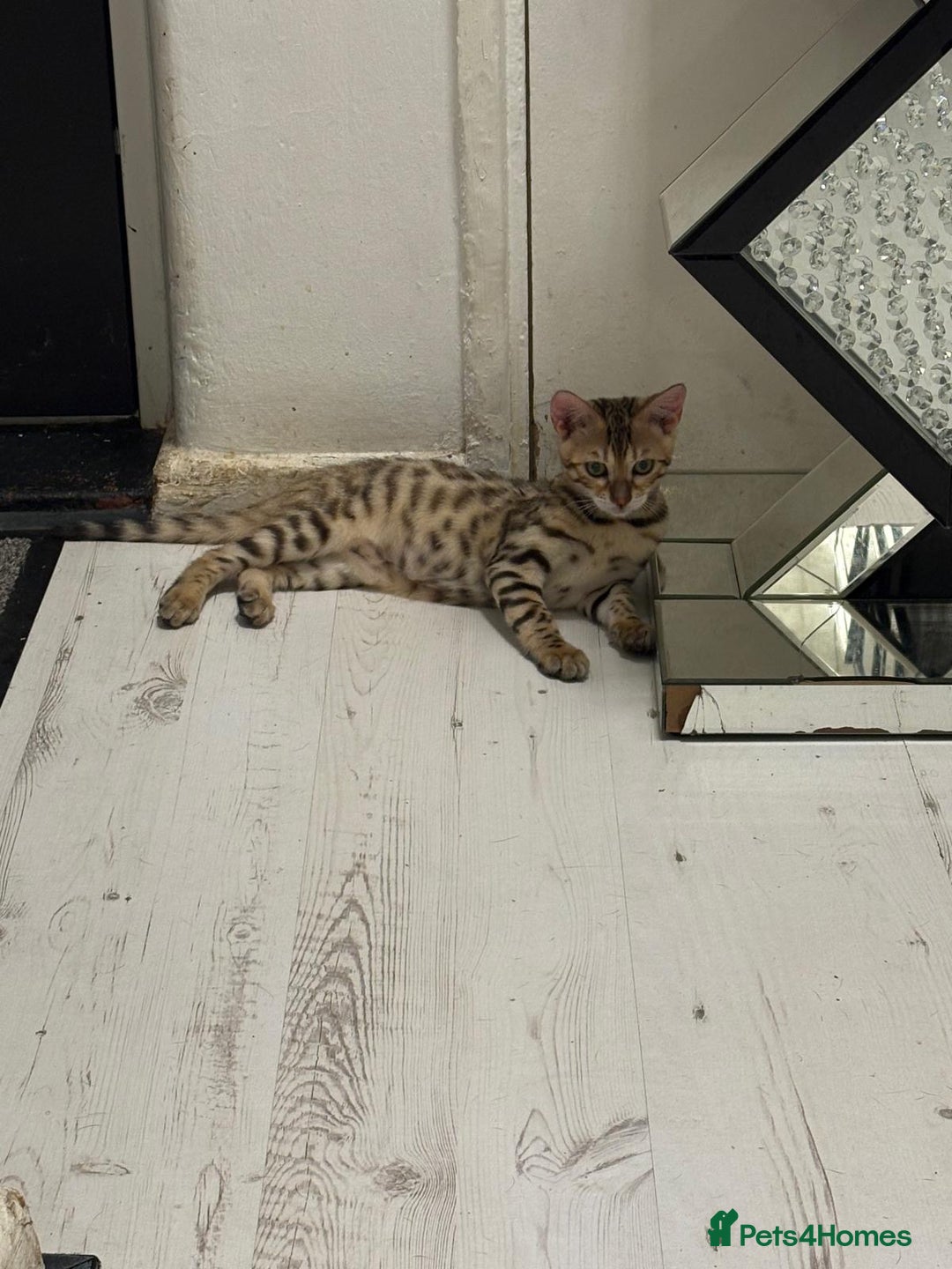Bengal cats for sale: Marble bengal boy and bengal girl - Image 11