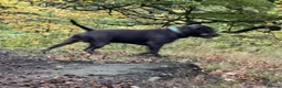 Staffordshire Bull Terrier dogs for stud: Kenbloom Mcintosh  - Advert 5