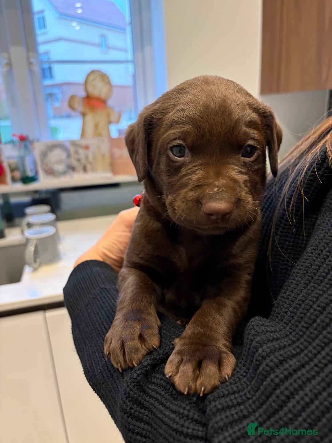 Labrador Retriever dogs for sale: Male Labrador Retrievers 🐶  - Advert 5