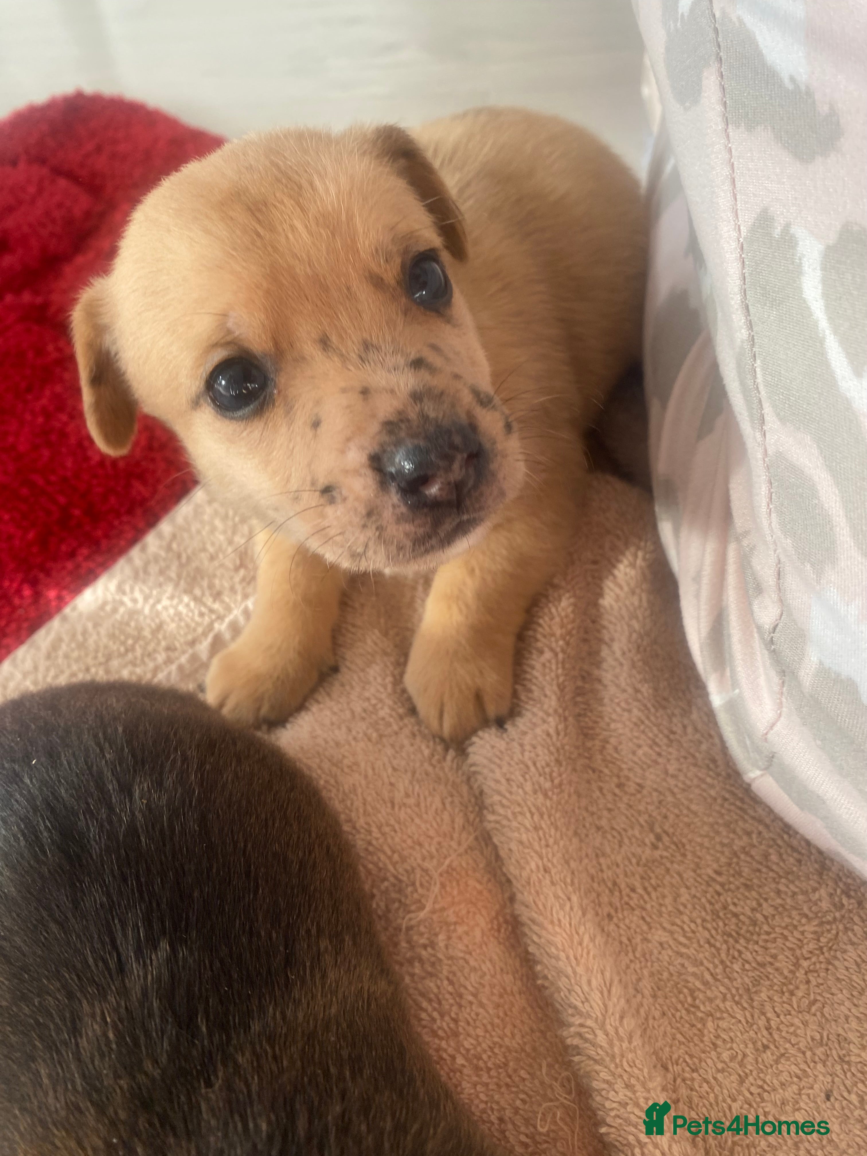 Jack Russell dogs Beautiful jack russells - Advert 4