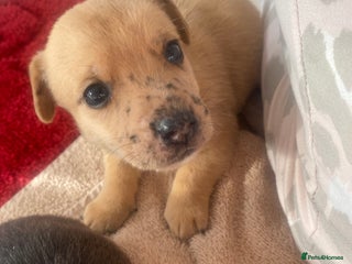 Jack Russell dogs Beautiful jack russells - Advert 1