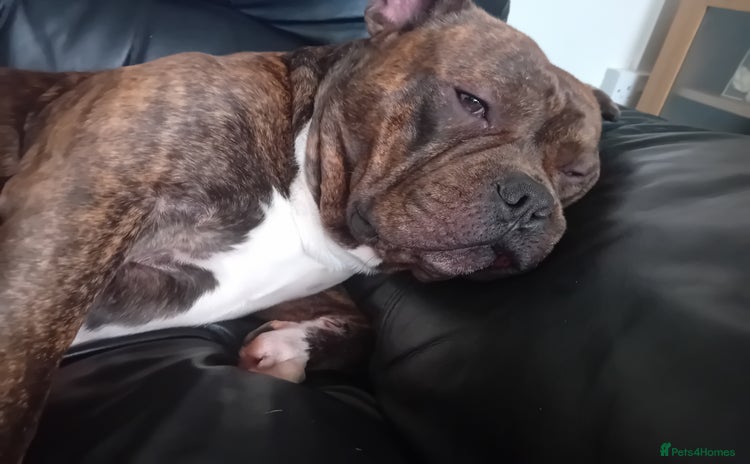 American Bull Staffy dogs - Advert 1
