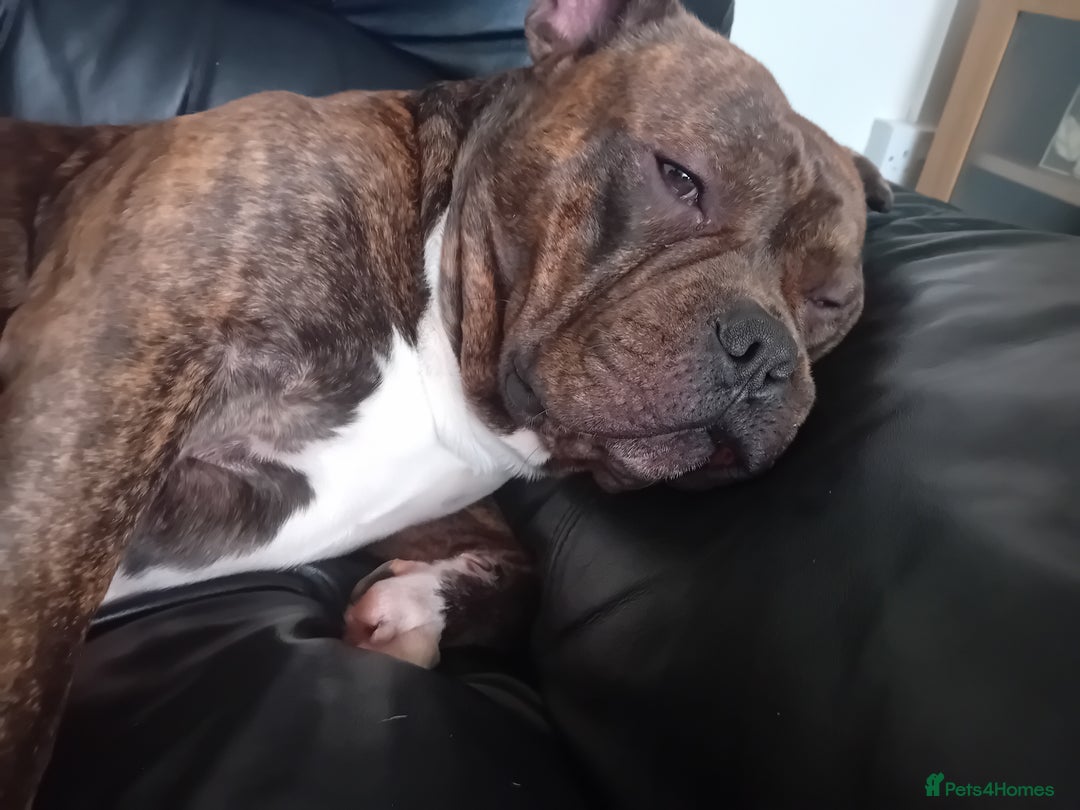 American Bull Staffy dogs for sale: Bear 2 years old  - Image 1