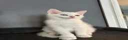 Norwegian Forest Cat cats for sale: Norwegian forest kittens  - Advert 10