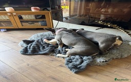 French Bulldog dogs for sale: Looking to Rehome My 2 French Bulldogs - Image 14