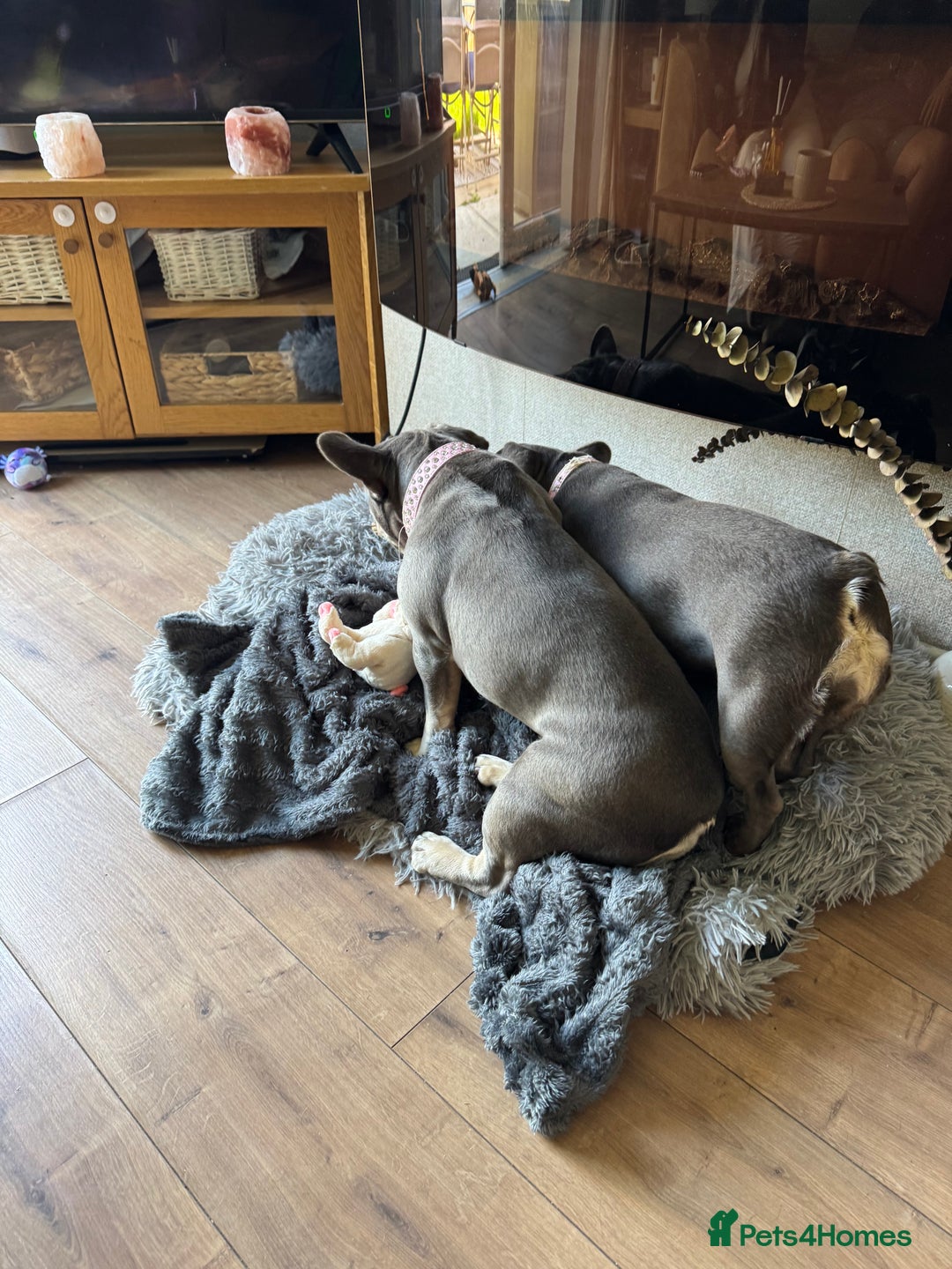 French Bulldog dogs for sale: Looking to Rehome My 2 French Bulldogs - Image 14