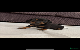 Miniature Dachshund dogs for sale: *REDUCED* 2 stunning female pups left - Image 10