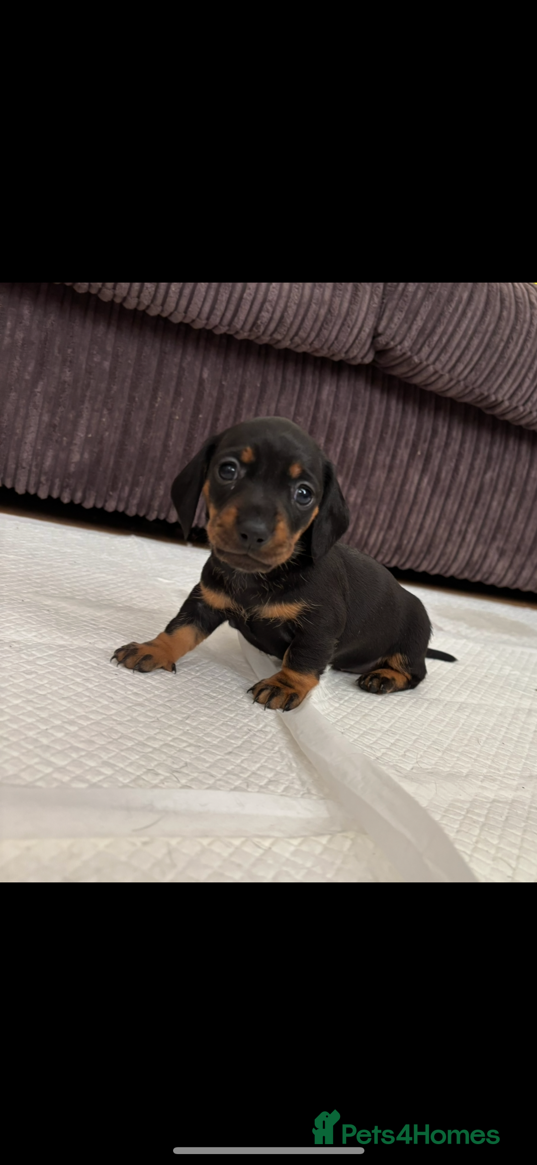 Miniature Dachshund dogs for sale: *REDUCED* 2 stunning female pups left - Image 10