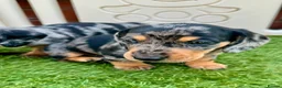 Miniature Dachshund dogs for sale: 5★ LICENSED BREEDER • KC REG BOYS READY NOW  - Advert 26