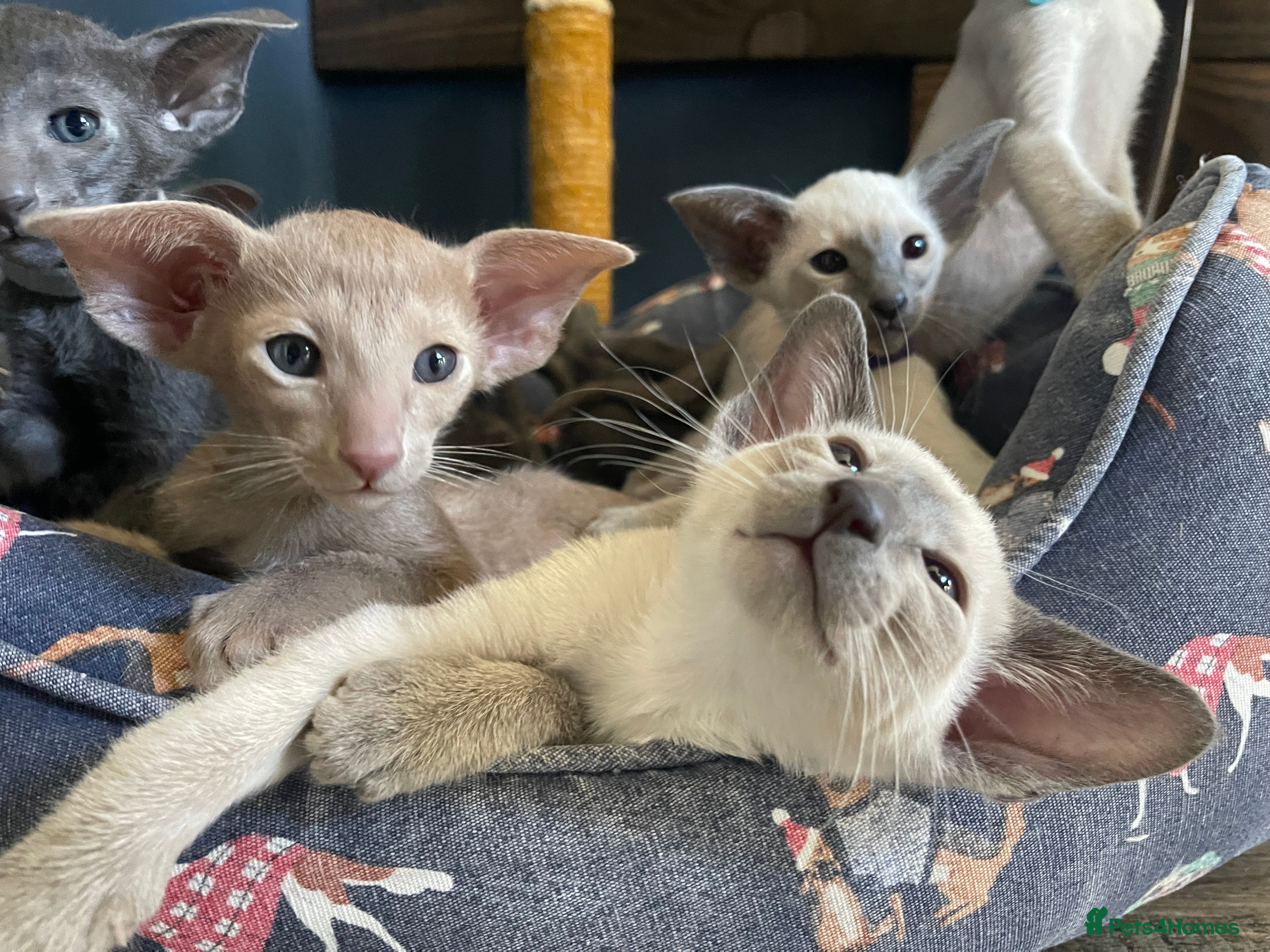 Siamese cats Lovely Siamese🥰 🩵❤️ - Advert 1