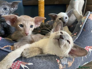 Siamese cats Lovely Siamese🥰 🩵❤️ - Advert 1