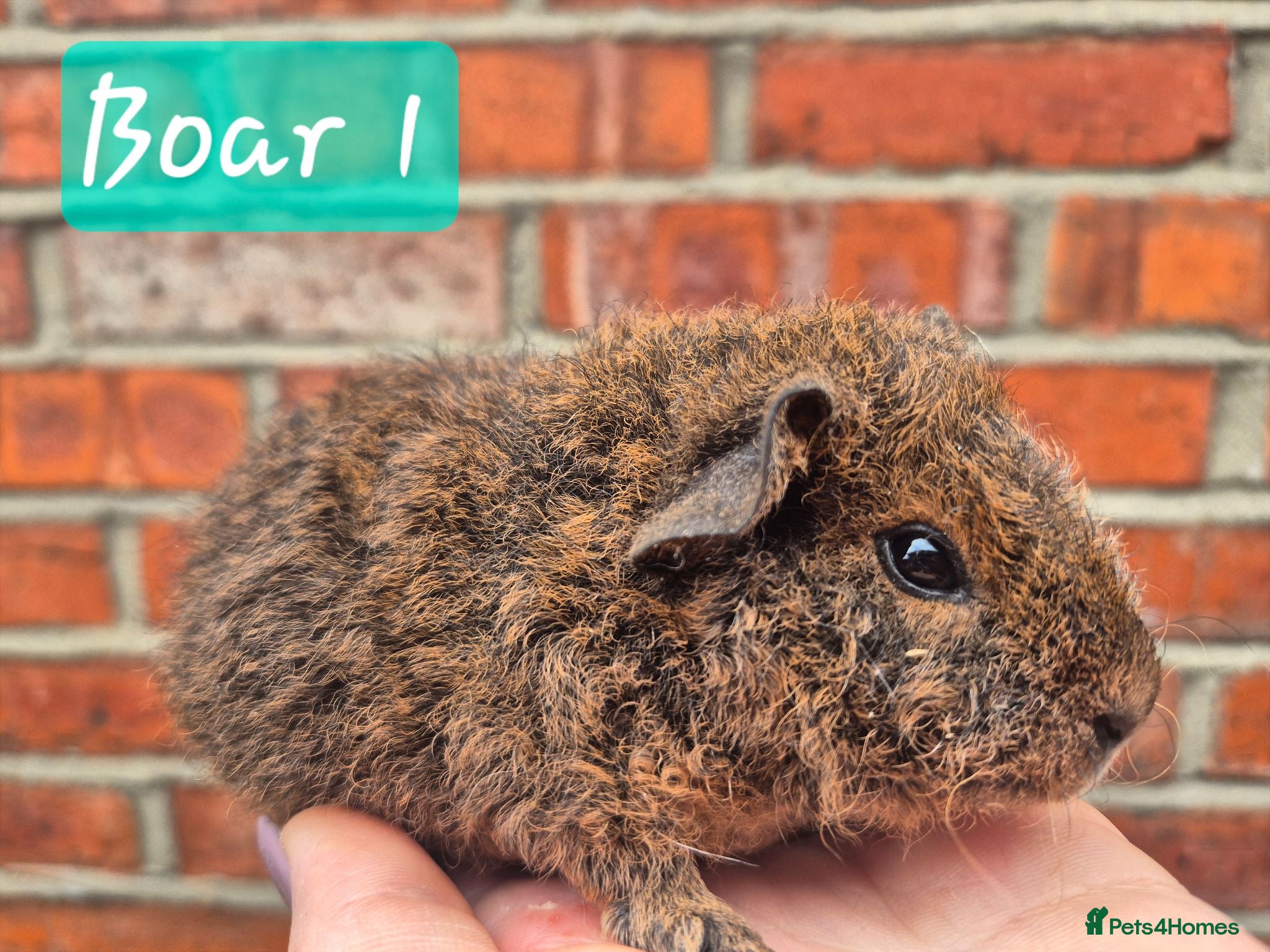 Guinea Pig rodents Ready to reserve  - Advert 16