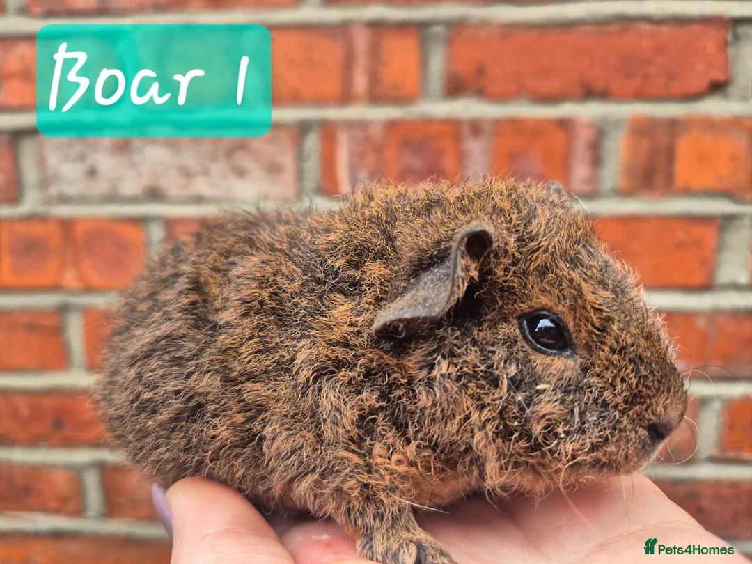 Guinea Pig rodents for sale: Ready to reserve  - Advert 1