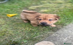 Shar Pei dogs for sale: 1 Black girl left  - Image 12