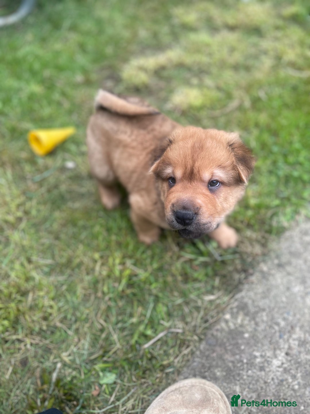 Shar Pei dogs for sale: 1 Black girl left  - Image 12