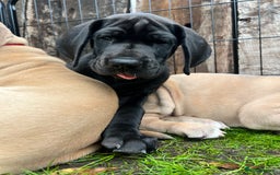 Great Dane dogs for sale: Great Dane puppy’s  - Image 8