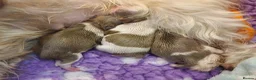 Shihpoo dogs for sale: Lilac F1 Quality Shihpoo - Advert 1
