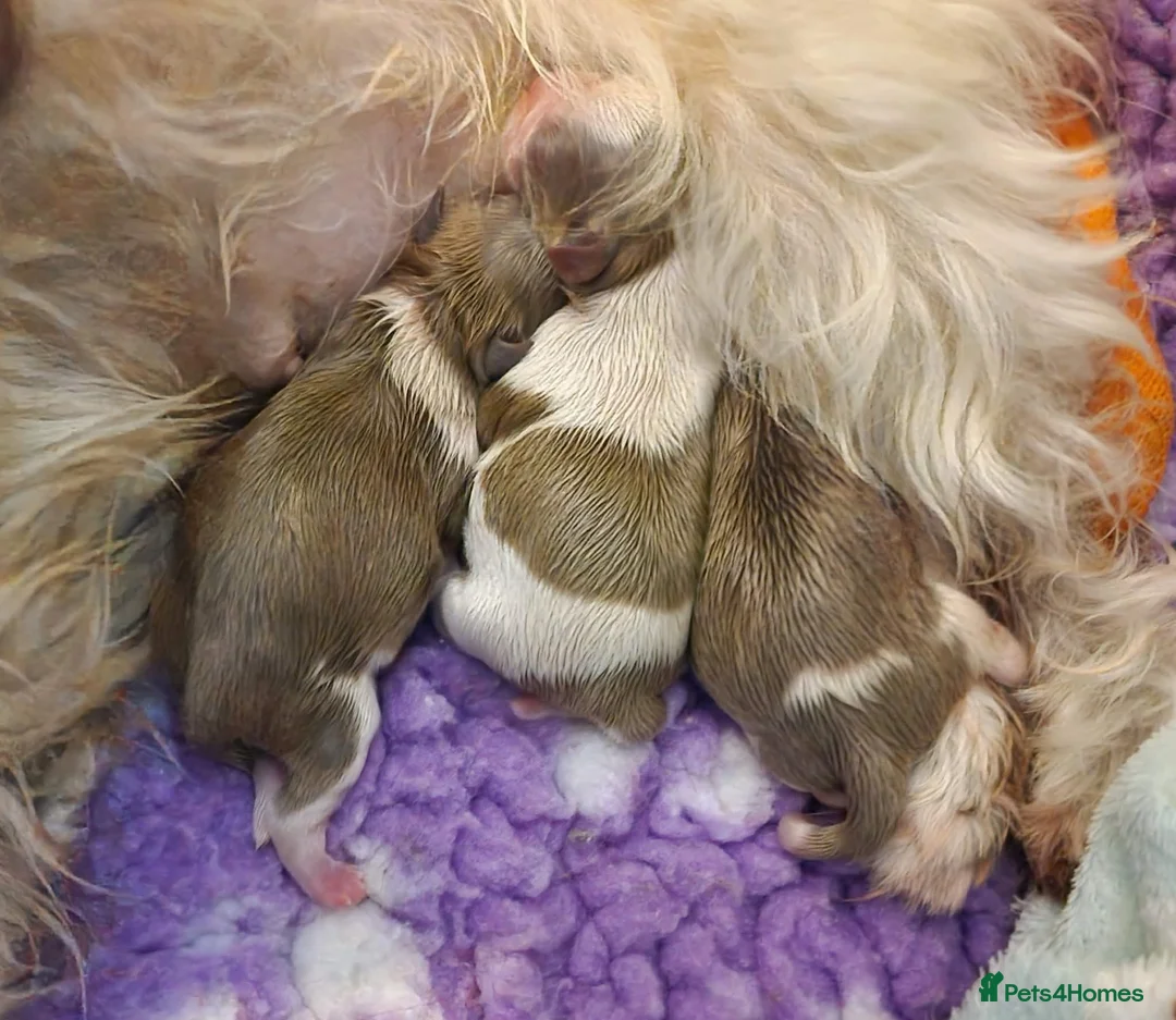 Shihpoo dogs for sale: Lilac F1 Quality Shihpoo - Advert 1