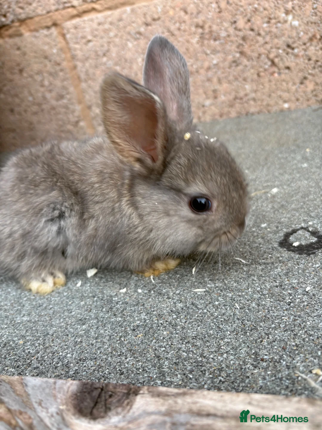 Mixed Breed rabbits for sale: Baby rabbits  - Advert 2