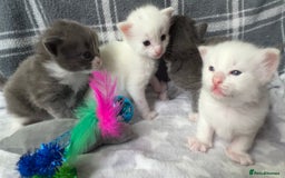 Ragdoll cats for sale: Stunning Ragdoll kittens super affectionate  - Image 12
