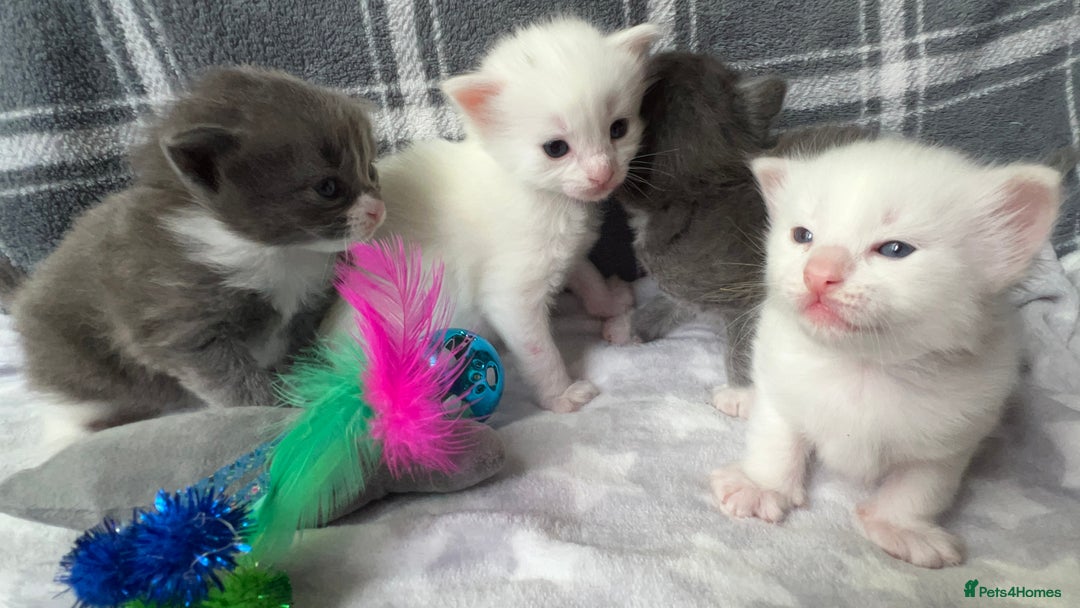 Ragdoll cats for sale: Stunning Ragdoll kittens super affectionate  - Image 12