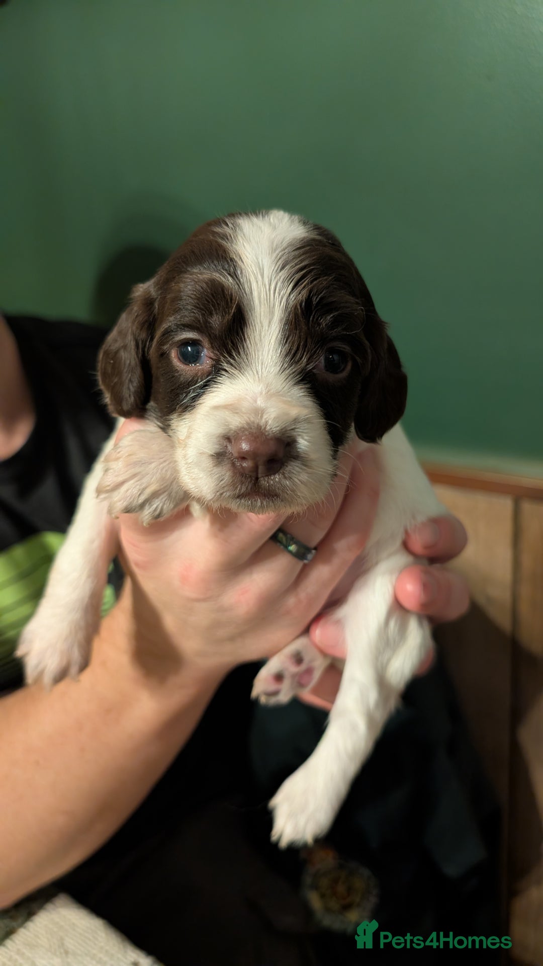 English Springer Spaniel dogs for sale: Gorgeous chunky Springer Spaniels for sale - Advert 12
