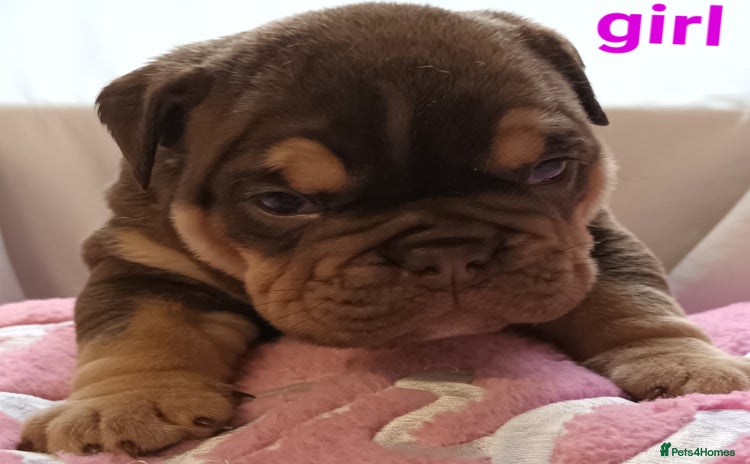 English Bulldog dogs - Advert 8