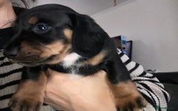 Dachshund dogs for sale: Stunning litter of Dachshund puppies  - Image 13