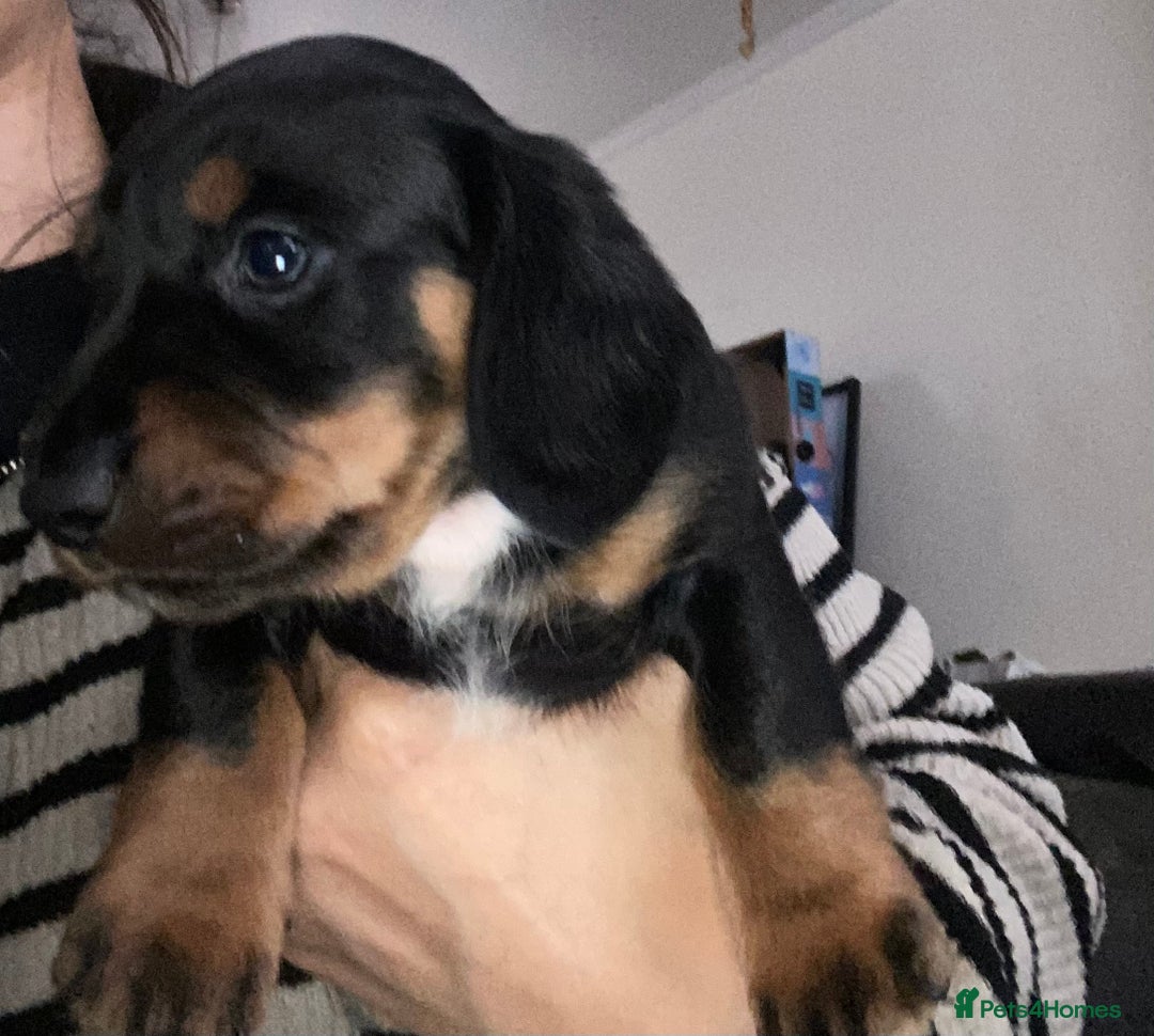 Dachshund dogs for sale: Stunning litter of Dachshund puppies  - Image 13