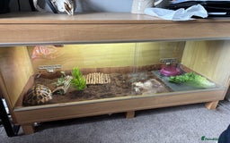 Hermann Tortoise reptiles for sale: Girl Hermann tortoise with full vivarium set up - Image 3