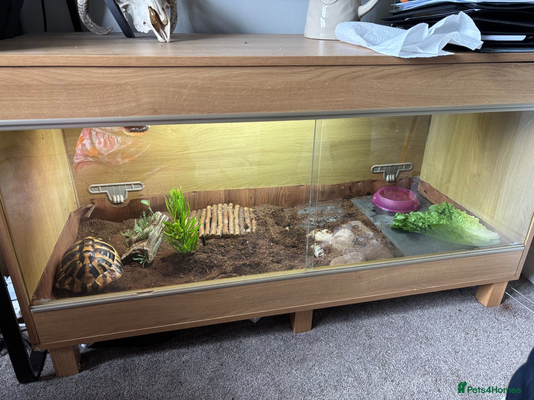 Hermann Tortoise reptiles for sale: Girl Hermann tortoise with full vivarium set up - Image 3