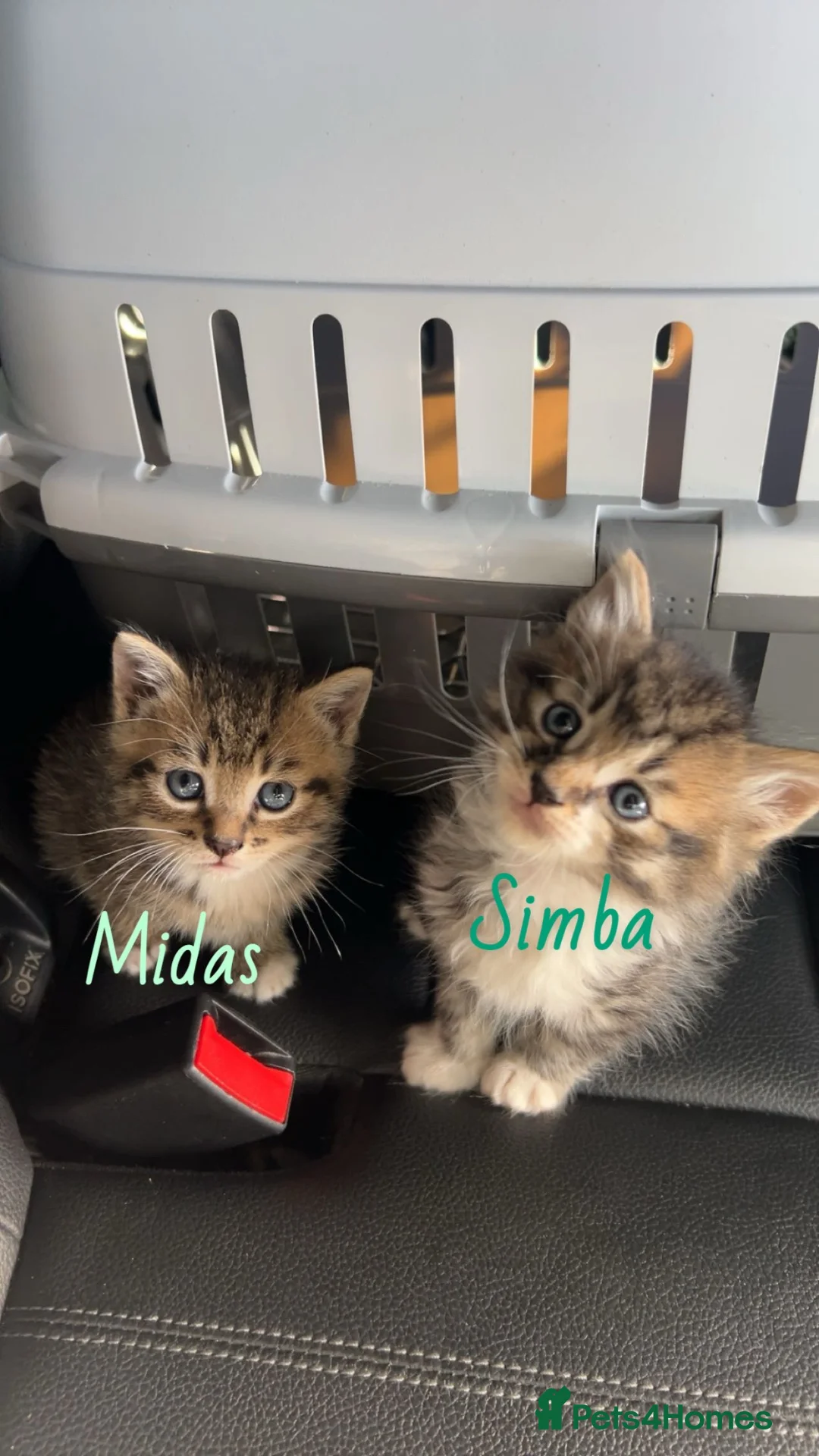 Mixed Breed cats for sale: Mixed breed tabby kittens  in Smethwick - Advert 1