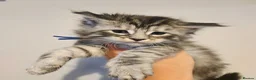 Maine Coon cats for sale: Mainecoon tica registered kittens shaded line - Advert 6