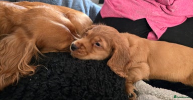 Cocker Spaniel dogs in Bishop Auckland - Advert 2