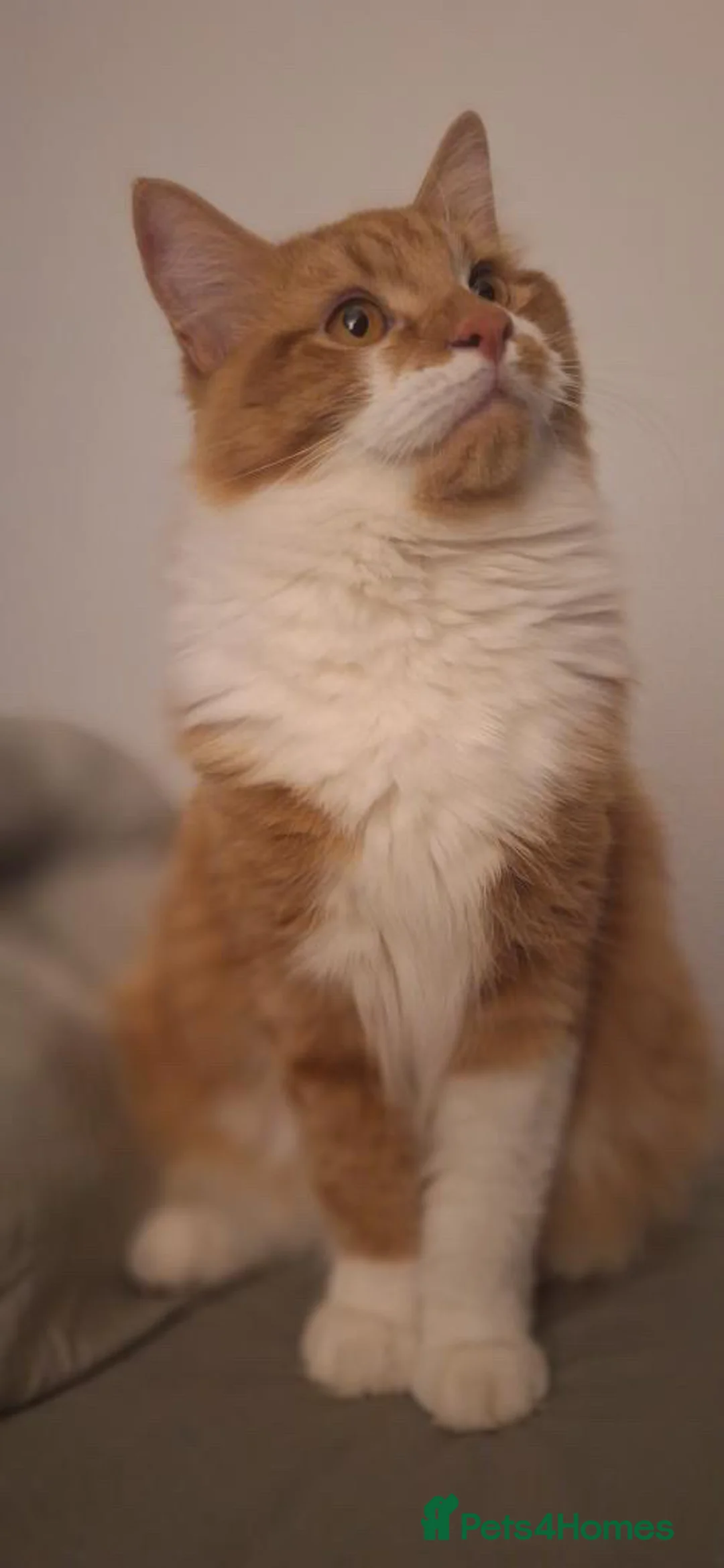 Mixed Breed cats for sale: Rehome  - Advert 1