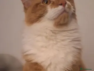 Mixed Breed cats Rehome - Advert 1