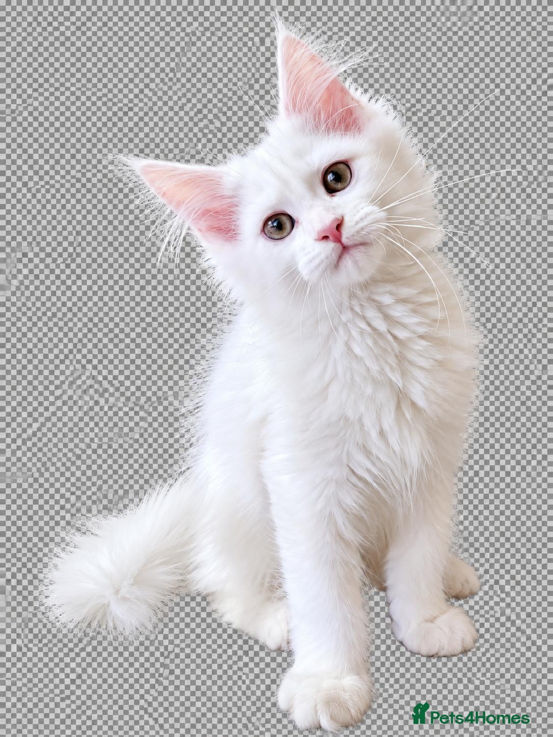 Maine Coon cats Maine Coon  - Advert 1