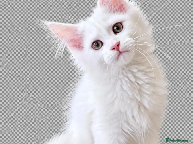 Maine Coon cats for sale: Maine Coon - Advert 1