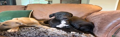 Black Boy - Whippet Puppy 3