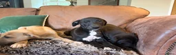 Whippet dogs for sale: Beautiful KC Whippet Puppies - Advert 36