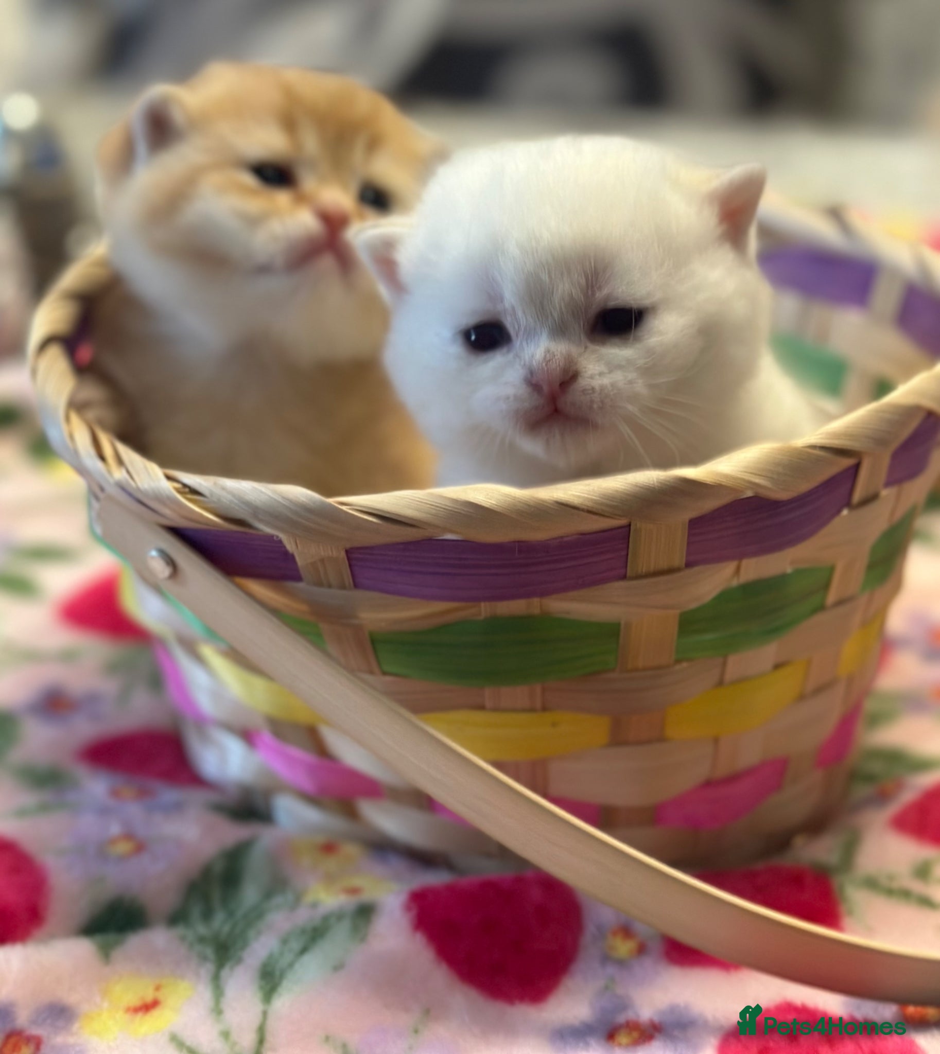 British Shorthair cats Breathtaking beauties 😻😻 - Advert 1