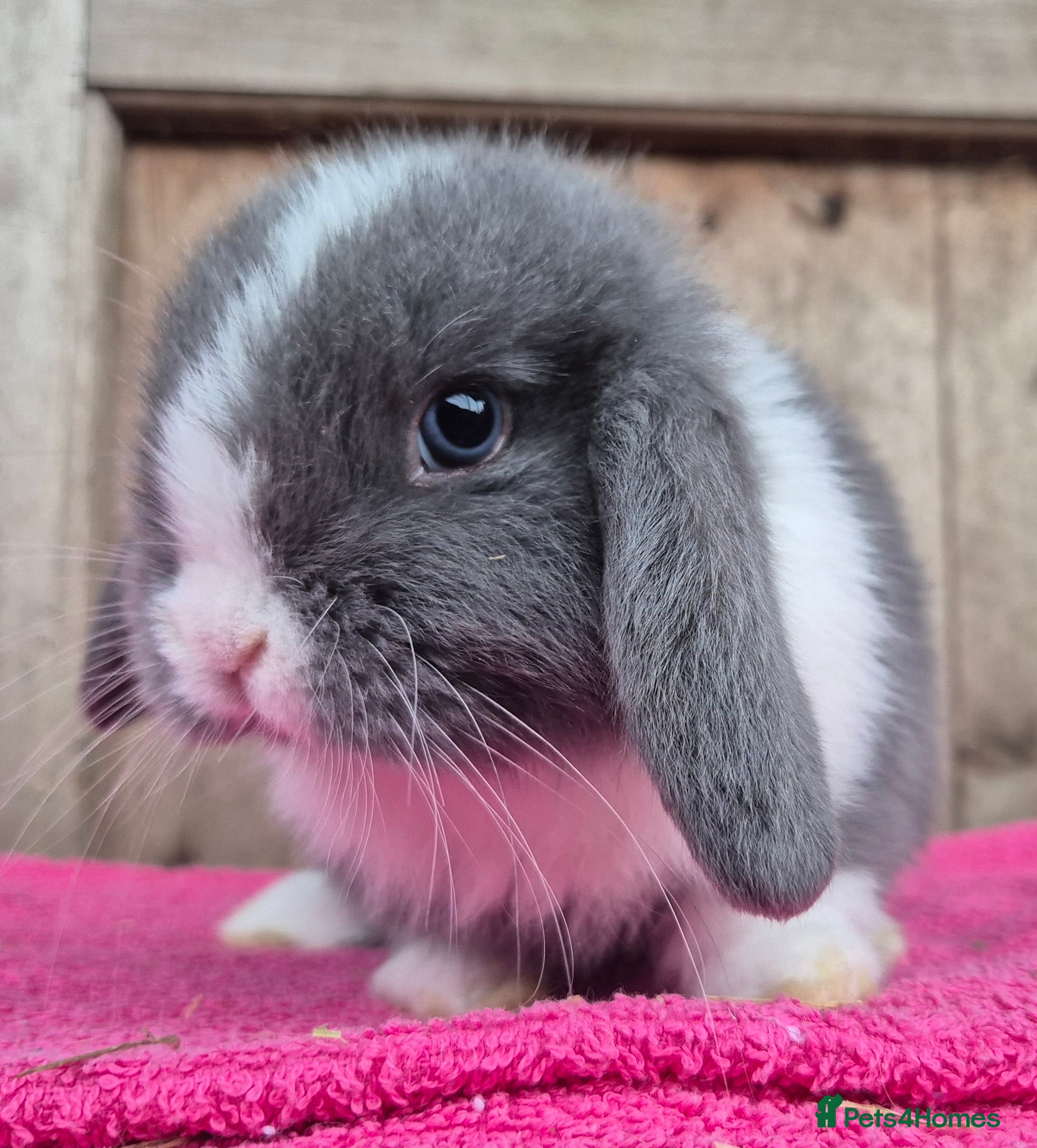 Mini Lop rabbits Blue eyed blue split buck  - Advert 15