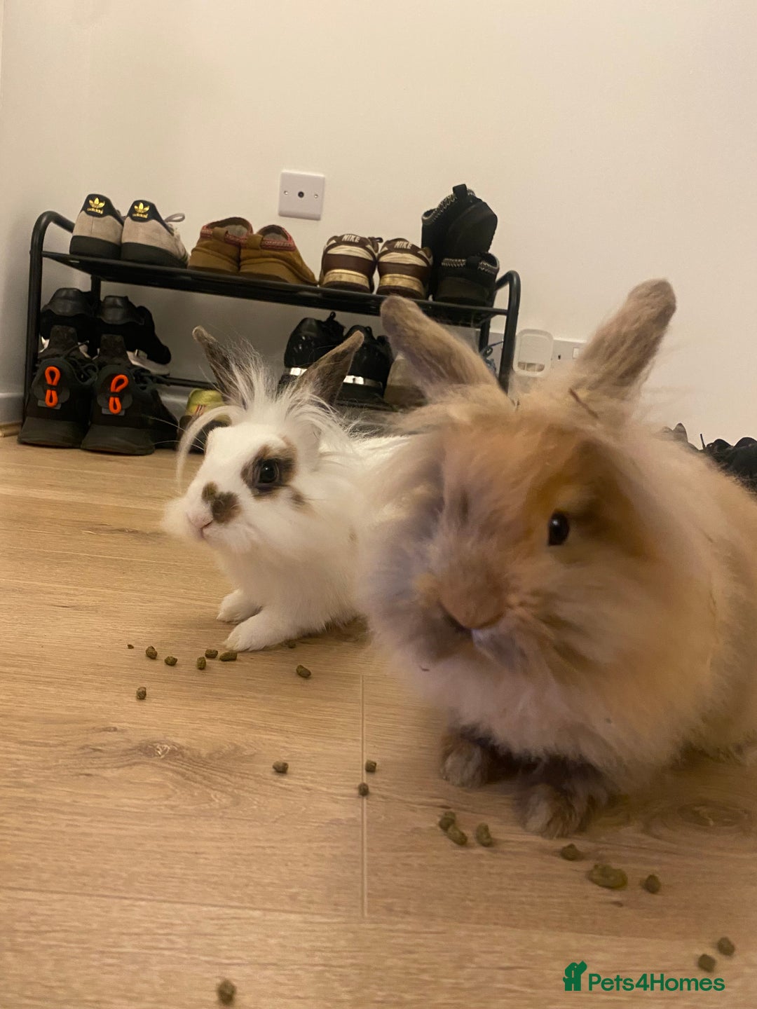 Lionhead rabbits for sale: 2 Lionhead Bunnies. cage and carrier include. - Advert 11