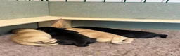 Labrador Retriever dogs for sale: KC Reg Labrador Pups-Exceptional Working Pedigree in Horsham - Advert 1