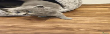 British Shorthair 1