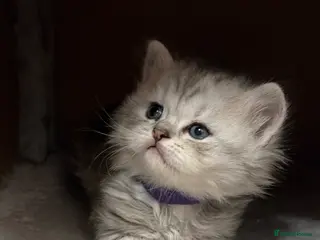 British Shorthair cats Stunning BSH Adorable kittens - Advert 12