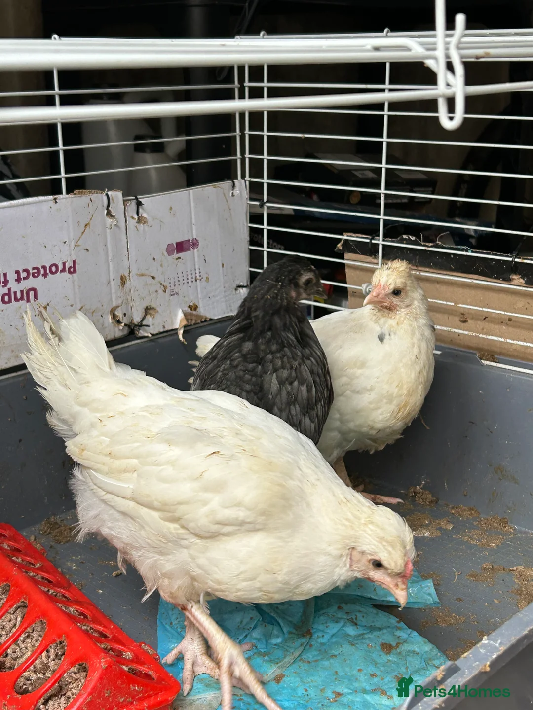 Chickens poultry for sale: 3 point of lay hens and 5 sexed growers for sale - Advert 8
