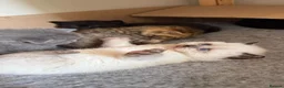 British Shorthair cats for sale: British shorthair Kittens - Advert 10