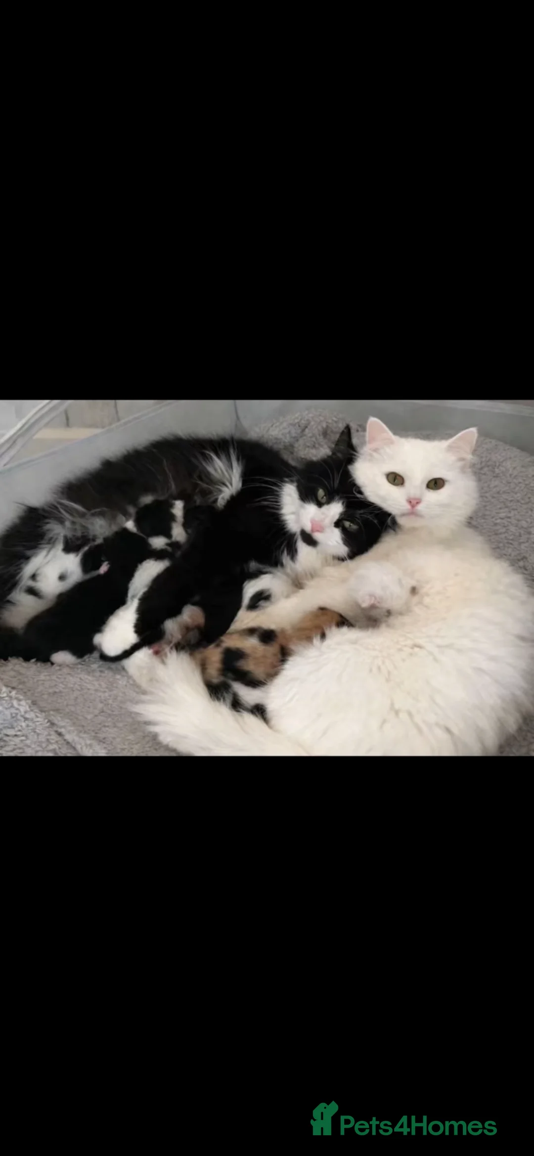 Mixed Breed cats for sale: Long hair cute kittens Turkish angora mix  - Advert 1
