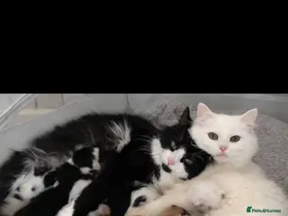 Mixed Breed cats Long hair cute kittens Turkish angora mix - Advert 1